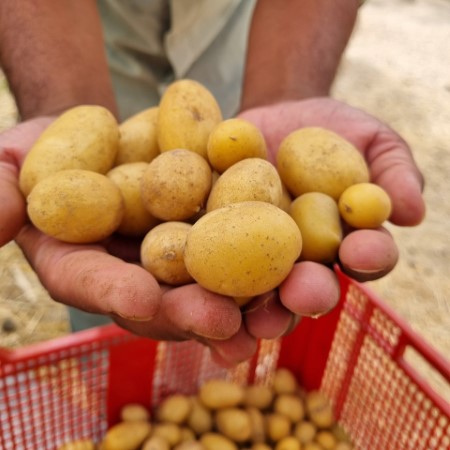 Potatoes kg